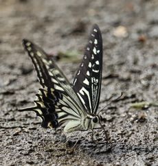 �A�Q�n�`���E�i�]�ː�j