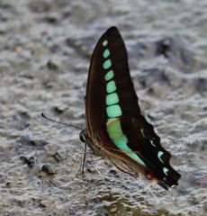 �A�I�X�W�A�Q�n�i�]�ː�j