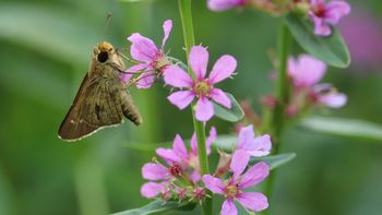 �~�]�n�M�ƃC�`�����W�Z�Z���i�����j