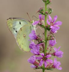 �~�]�n�M�ƃ����L�`���E�i�����j