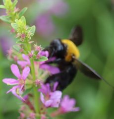 �~�]�n�M�ƃN�}�o�`�i�����j