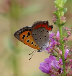 �~�]�n�M�ƃx�j�V�W�~�i�����j