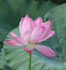 �n�X�i�����j