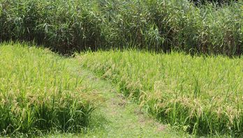 �c��ڂ̈�i���j�����j