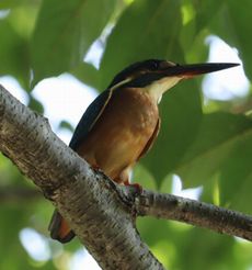 �J���Z�~���i���ؓ��j