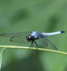 �I�I�V�I�J���g���{�i���ؓ��j