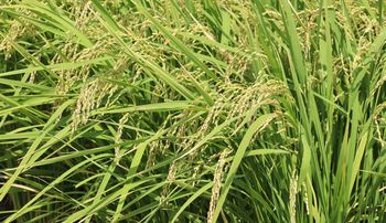 �c��ځi�O����j