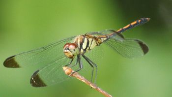 �m�V���g���{�i�ÊԖ؁j