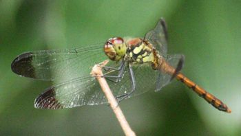 �R�m�V���g���{�i�ÊԖ؁j