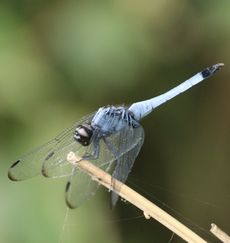 �I�I�V�I�J���g���{���i�ÊԖ؁j