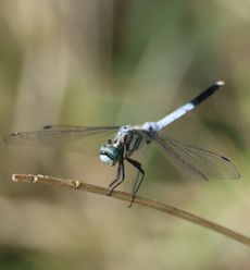 �V�I�J���g���{���i�ÊԖ؁j