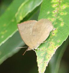 �����T�L�V�W�~�i�ÊԖ؁j