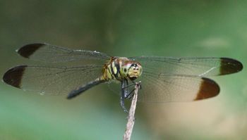 �m�V���g���{�i���ؓ��j