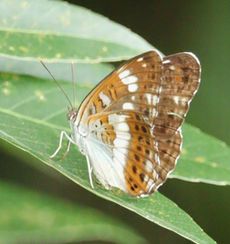 �C�`�����W�`���E�i�ÊԖ؁j