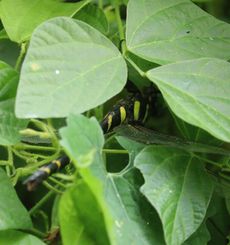 �I�j�����}���i�ÊԖ؁j