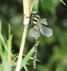 �I�j�����}���i�ÊԖ؁j