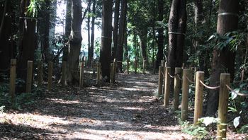 �R�m�V���g���{�i�ÊԖ؁j