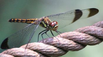 �R�m�V���g���{���i�s��J�j