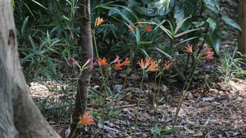 �R�m�V���g���{���i�s��J�j