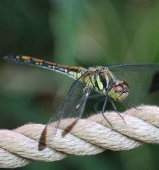 �m�V���g���{�i�s��J�j