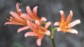 �L�c�l�m�J�~�\���i�s��J�j