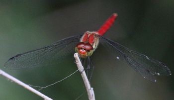 �i�c�A�J�l���i�s��J�j