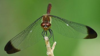 �R�m�V���g���{�i���ؓ��j