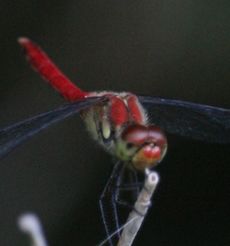 �i�c�A�J�l���i�s��J�j