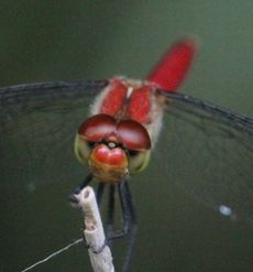 �i�c�A�J�l���i�s��J�j