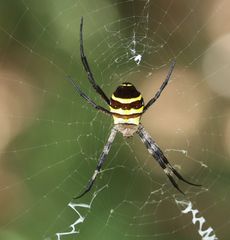 �R�K�l�O���i���ؓ��j