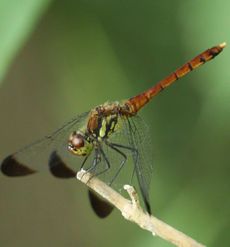 �R�m�V���g���{�i���ؓ��j