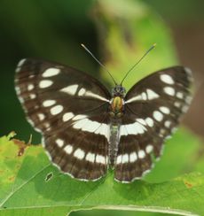 �R�~�X�W�i���ؓ��j