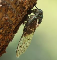 �~���~���[�~�i���ؓ��j