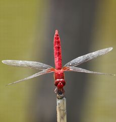 �V���E�W���E�g���{�i���ؓ��j