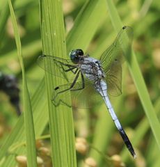 �V�I�J���g���{�i���ؓ��j