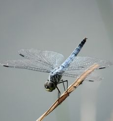 �R�t�L�g���{�i�]�ː�j