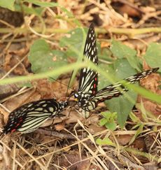 �A�J�{�V�S�}�_���i�����j