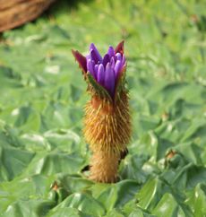 �I�j�o�X�̉ԁi�����j