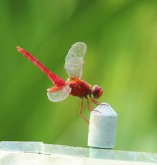 �V���E�W���E�g���{���i�����j