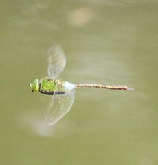 �M�������}���i�����j