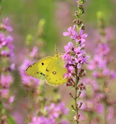 �~�]�n�M�ƃ����L�`���E�i�����j