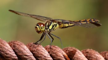 �R�m�V���g���{�i�s��J�j