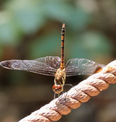 �m�V���g���{�i�s��J�j