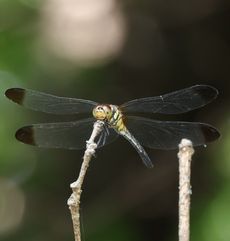 �m�V���g���{�i�s��J�j