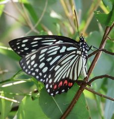 �A�J�{�V�S�}�_���Y���i�ÊԖ؁j