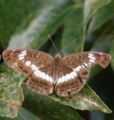 �C�`�����W�`���E�i�ÊԖ؁j