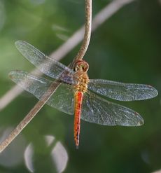 �E�X�o�L�g���{�i�ÊԖ؁j