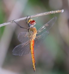 �E�X�o�L�g���{�i�ÊԖ؁j