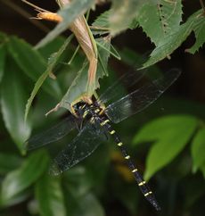 �I�j�����}�ƃJ�}�L���i�ÊԖ؁j