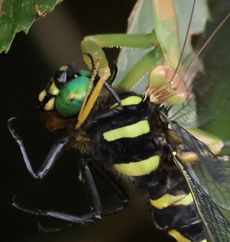 �I�j�����}�ƃJ�}�L���i�ÊԖ؁j